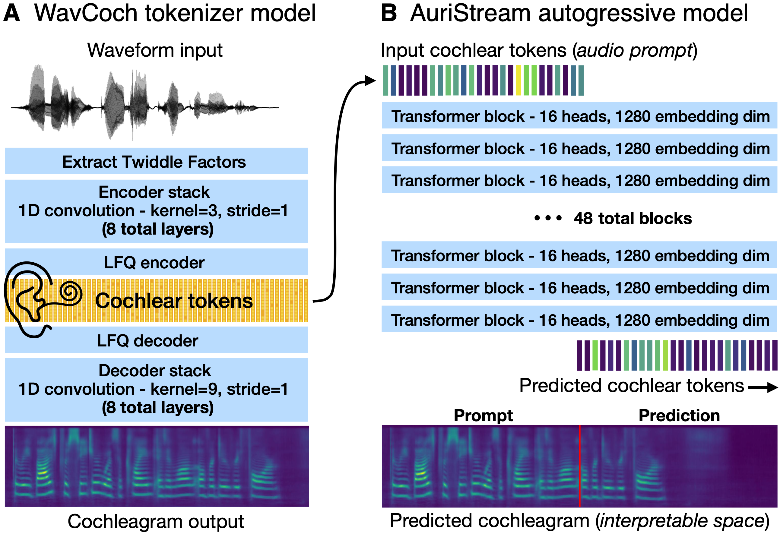 AuriStream Architecture